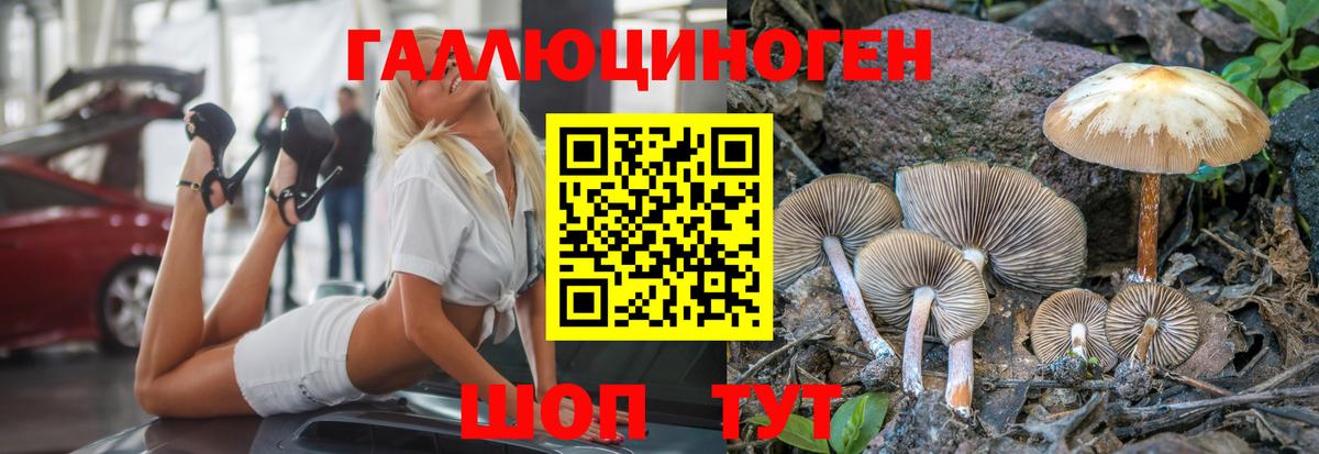 Псилоцибиновые грибы GOLDEN TEACHER  как найти закладки  Кизляр  Вход с VPN 